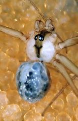 Psilochorus apicalis