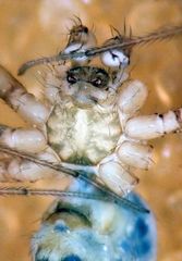 Psilochorus apicalis