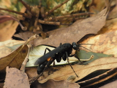 Anoplius samariensis