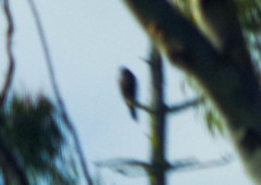 Parabuteo unicinctus