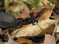 Anoplius samariensis