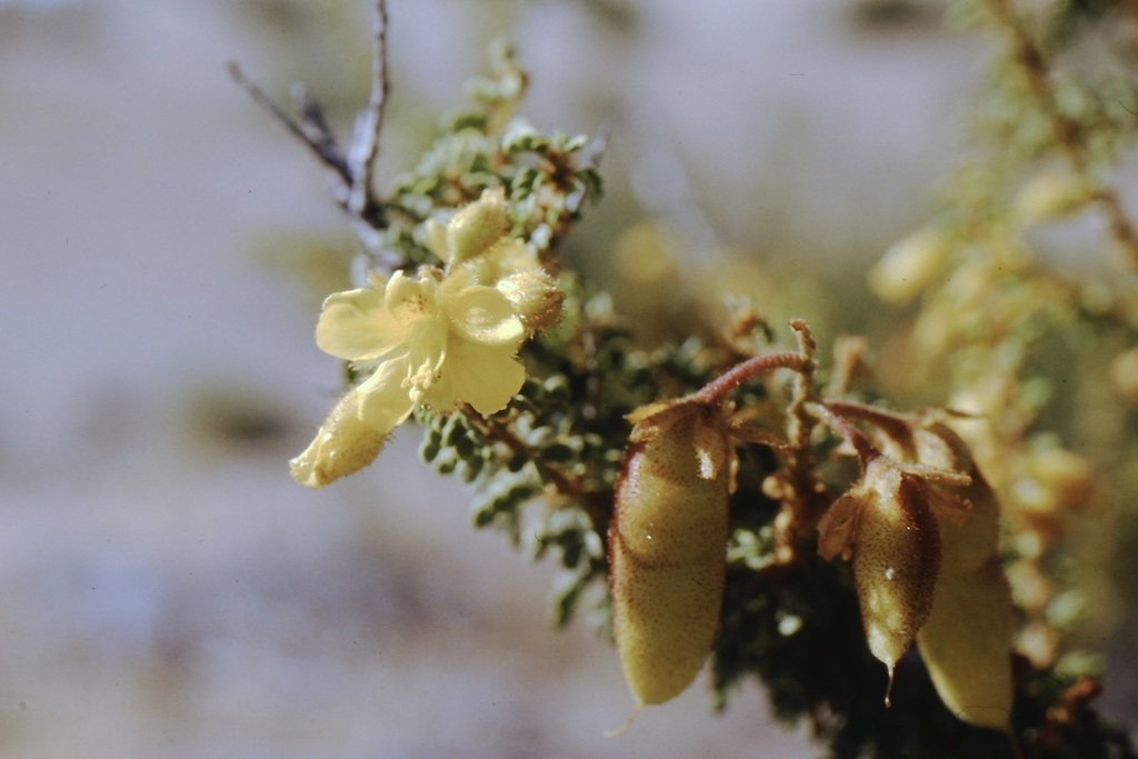Balsamocarpon