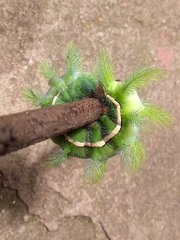 Automeris bilinea