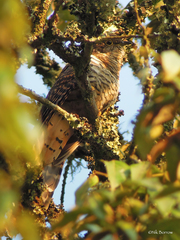 Cercococcyx montanus montanus