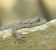Mediodactylus orientalis