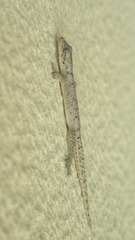 Mediodactylus orientalis