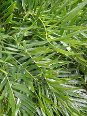 Zamia integrifolia