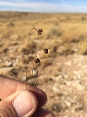 Thelesperma longipes