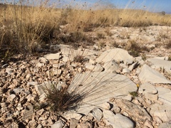 Thelesperma longipes