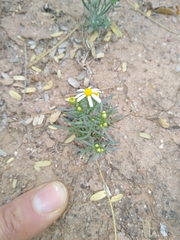 Thymophylla concinna