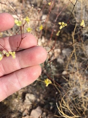 Eriogonum havardii