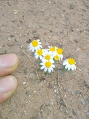 Thymophylla concinna