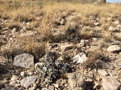 Eriogonum havardii
