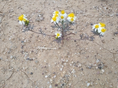 Thymophylla concinna