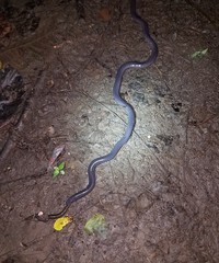 Gymnophiona