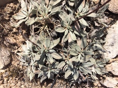 Eriogonum havardii