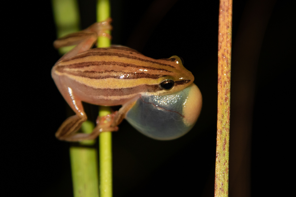 Five-Striped Reed Frog