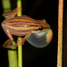 Five-striped Reed Frog - Photo (c) Ruben Foquet, some rights reserved (CC BY-NC), uploaded by Ruben Foquet