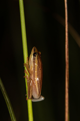 Hyperolius quinquevittatus