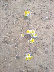 Thymophylla concinna