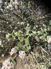 Ceanothus verrucosus