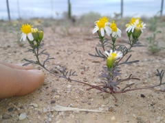 Thymophylla concinna