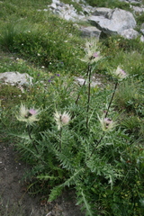 Cirsium obvallatum