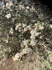 Ceanothus verrucosus
