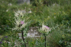 Cirsium obvallatum