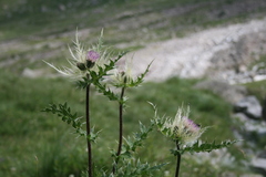 Cirsium obvallatum