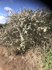 Ceanothus verrucosus