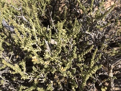 Mortonia scabrella
