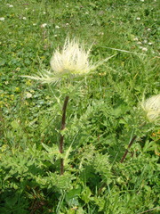 Cirsium obvallatum