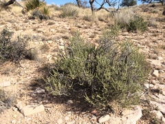 Mortonia scabrella