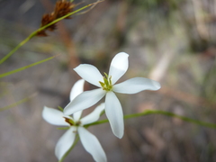 Sabatia difformis
