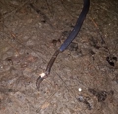 Gymnophiona