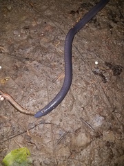 Gymnophiona