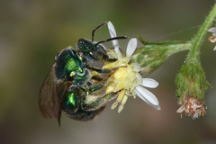 Augochloropsis anonyma