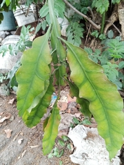 Epiphyllum oxypetalum