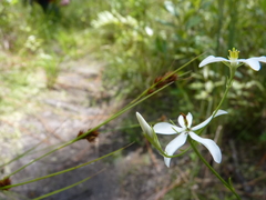 Sabatia difformis