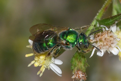 Augochloropsis anonyma