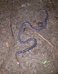Gymnophiona