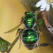 Augochloropsis anonyma - Photo (c) Royal Tyler, some rights reserved (CC BY-NC-SA), uploaded by Royal Tyler