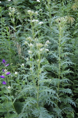 Cirsium obvallatum