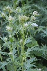 Cirsium obvallatum