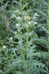 Cirsium obvallatum