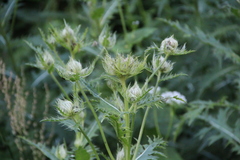 Cirsium obvallatum