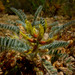 Astragalus nitidiflorus - Photo (c) Nanosanchez, algunos derechos reservados (CC BY-SA)