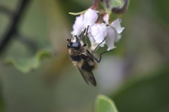 Criorhina nigripes