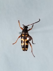 Typocerus sparsus